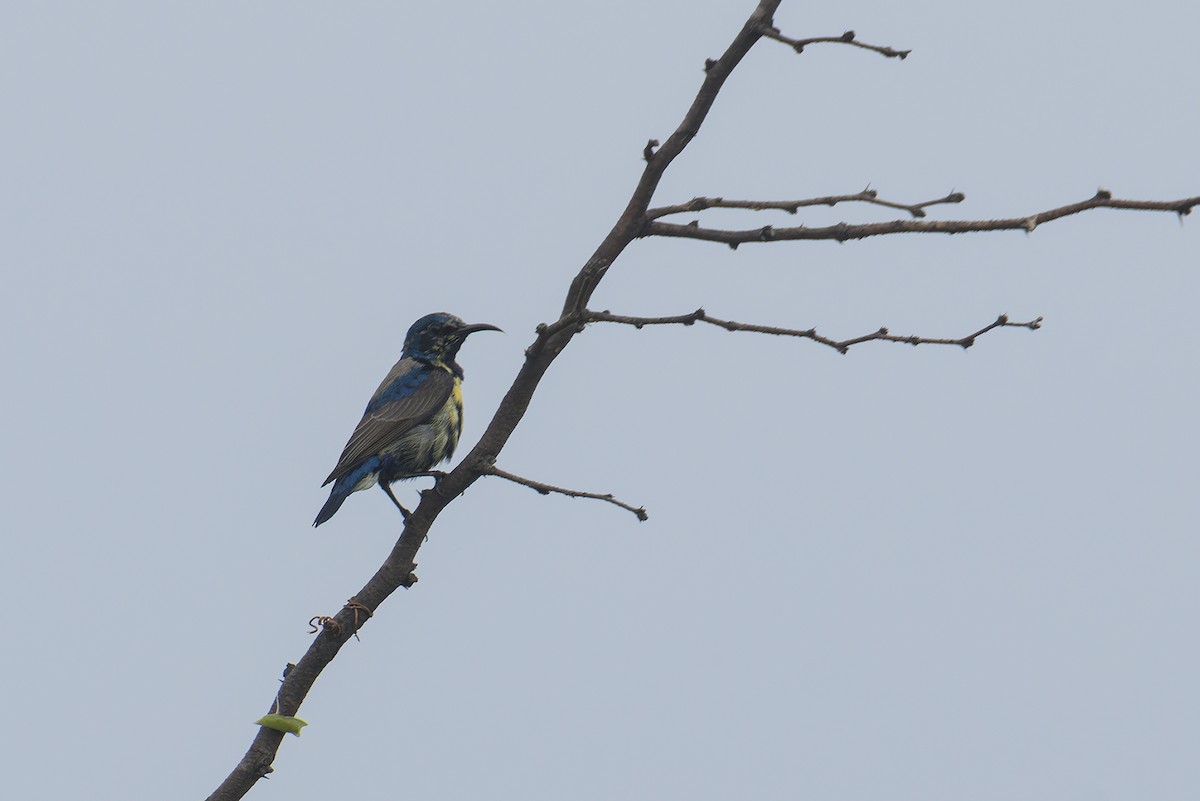 Purple Sunbird - ML645210065