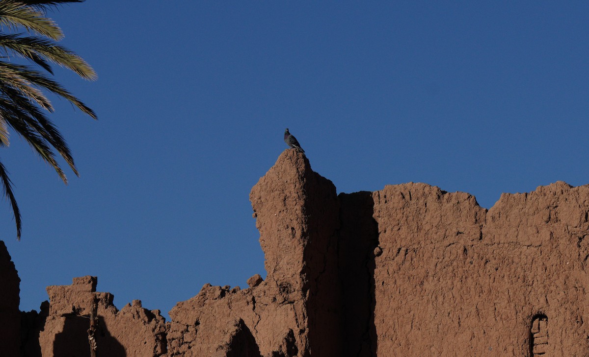 Rock Pigeon - ML645210068