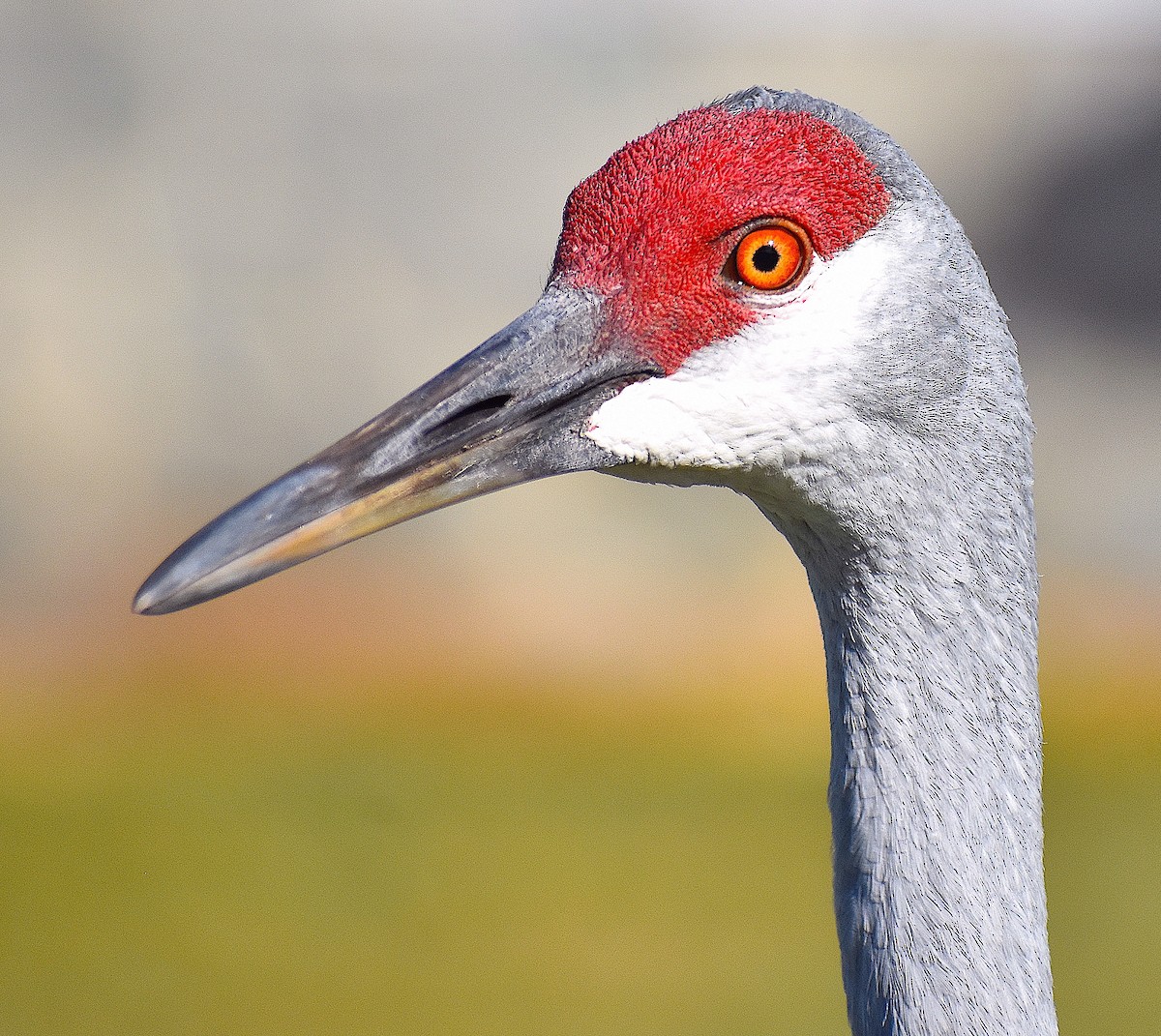 Sandhill Crane - ML645210070