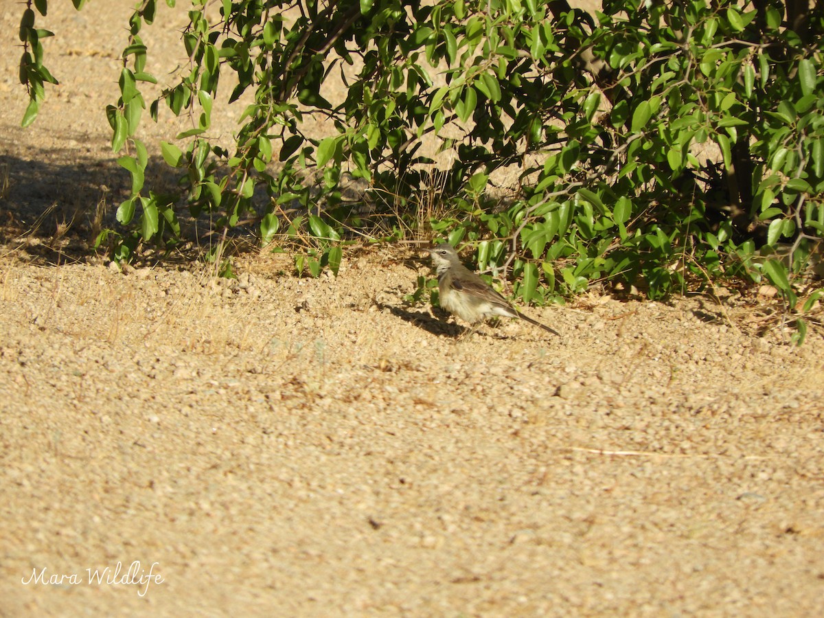 Cape Wagtail - ML645210071