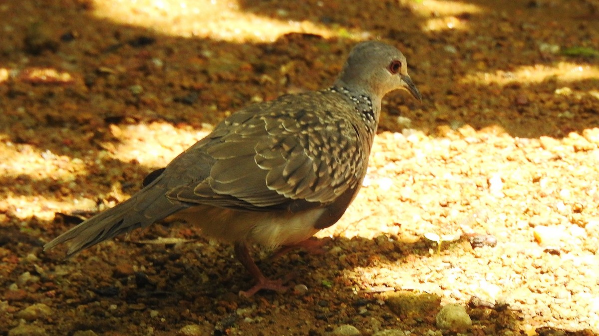 Spotted Dove - ML645210073