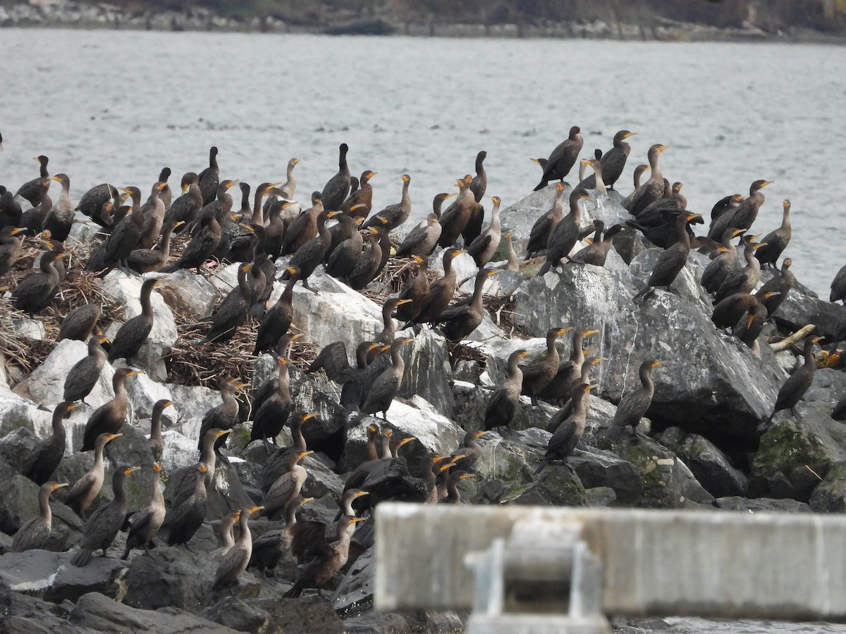 Double-crested Cormorant - ML645210075