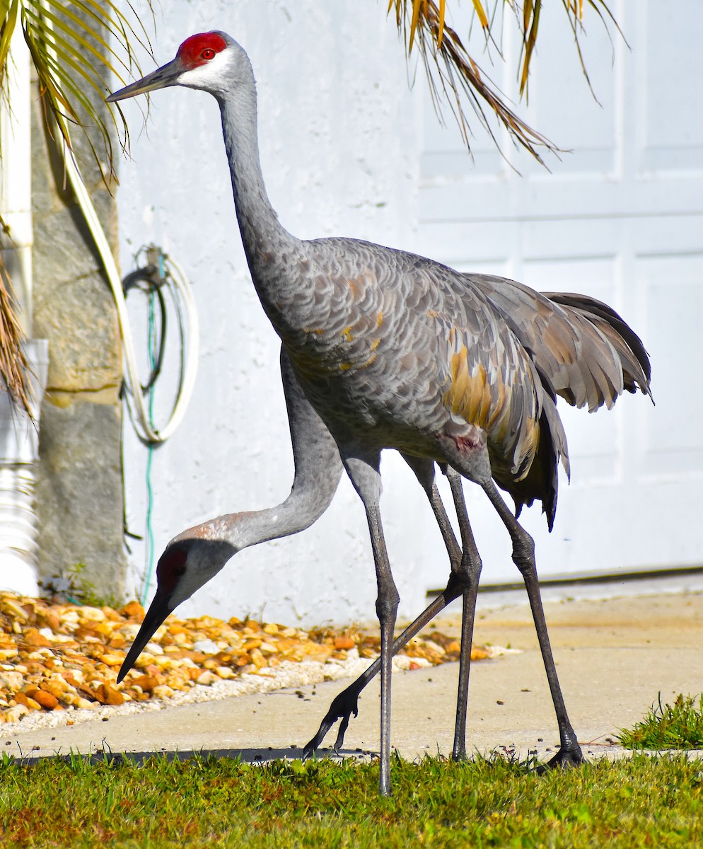 Sandhill Crane - ML645210076