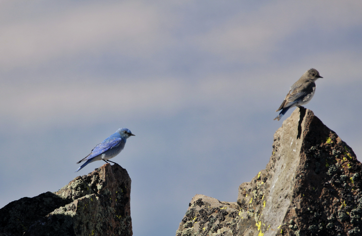 Mountain Bluebird - ML645210077