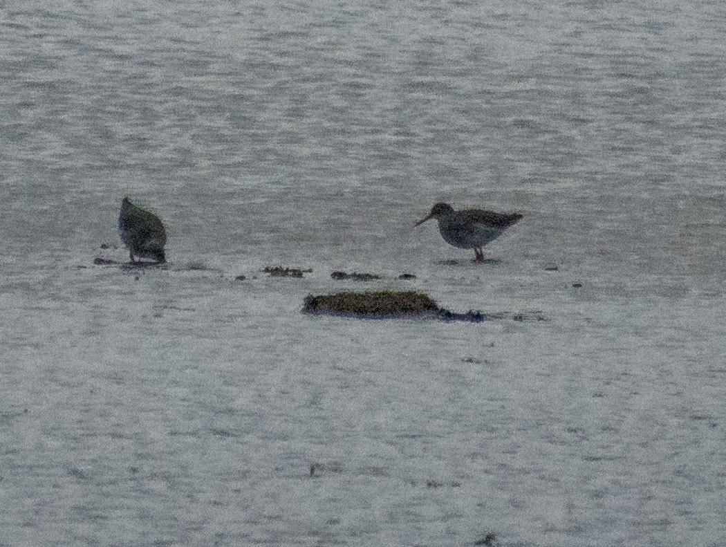 Purple Sandpiper - ML645210081