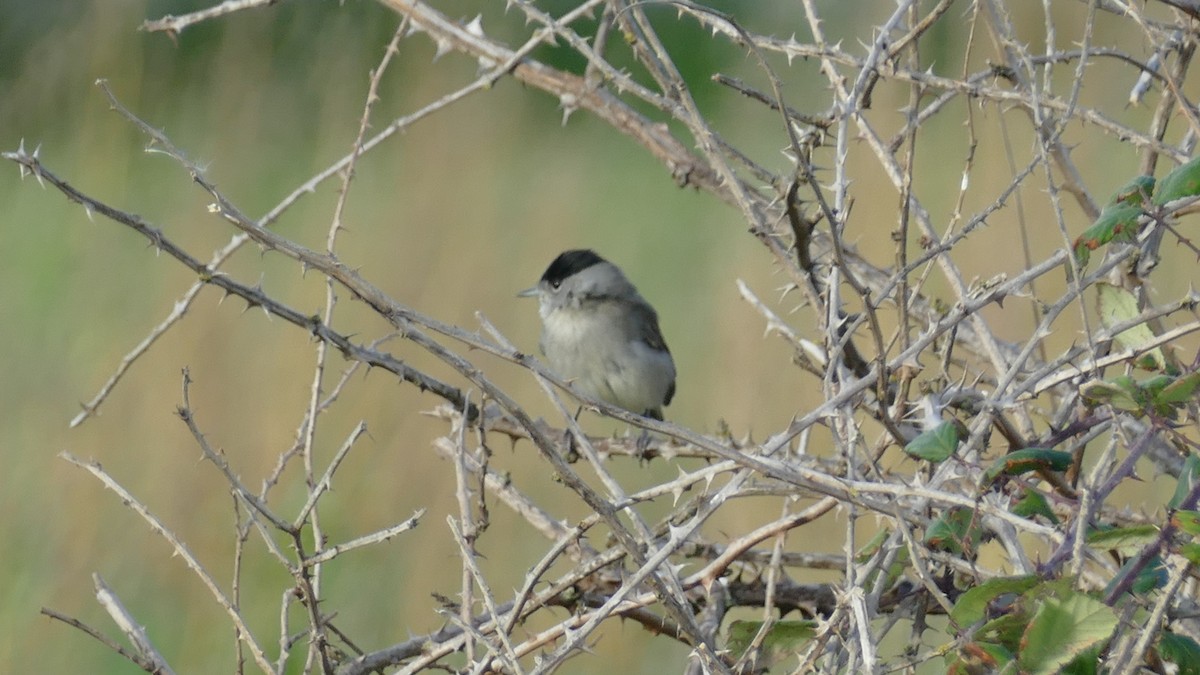 Eurasian Blackcap - ML645210084