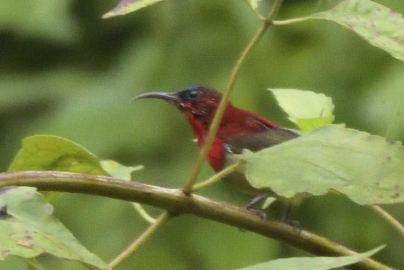 Crimson Sunbird - ML645210098