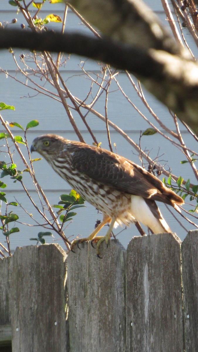 Cooper's Hawk - ML645210129