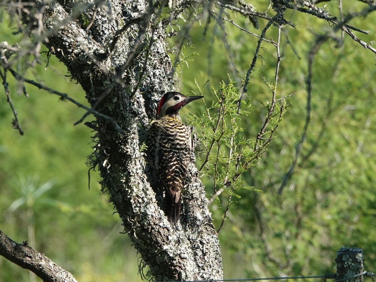 Черноусый дятел - ML645210139