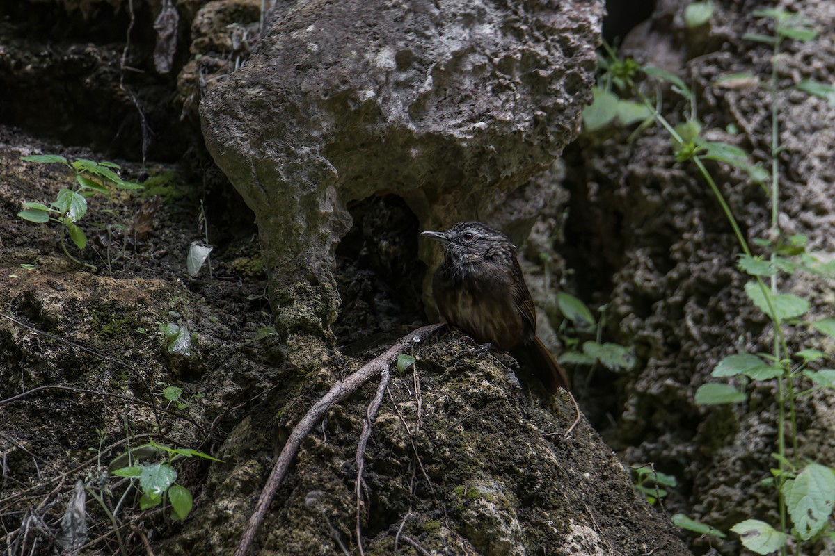 Variable Limestone Babbler - ML645210149