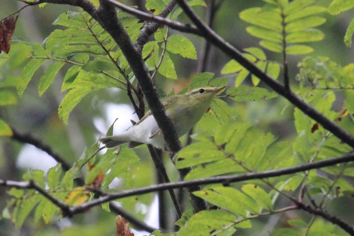 Пеночка-трещотка - ML645210150