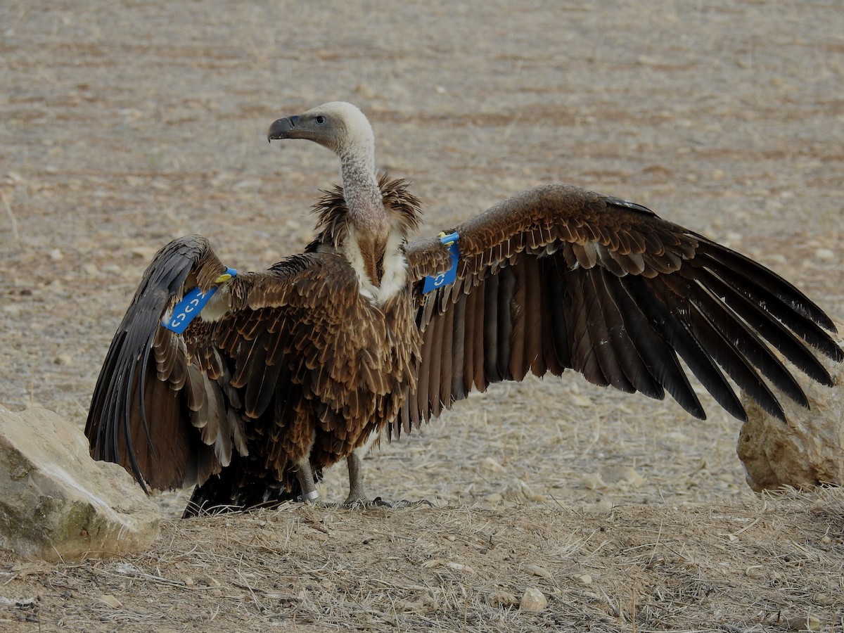 sup krahujový - ML645210152