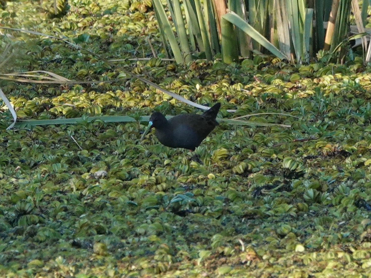 Kurşuni Sukılavuzu - ML645210156