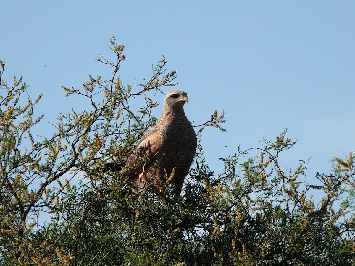 kanelvåk - ML645210170