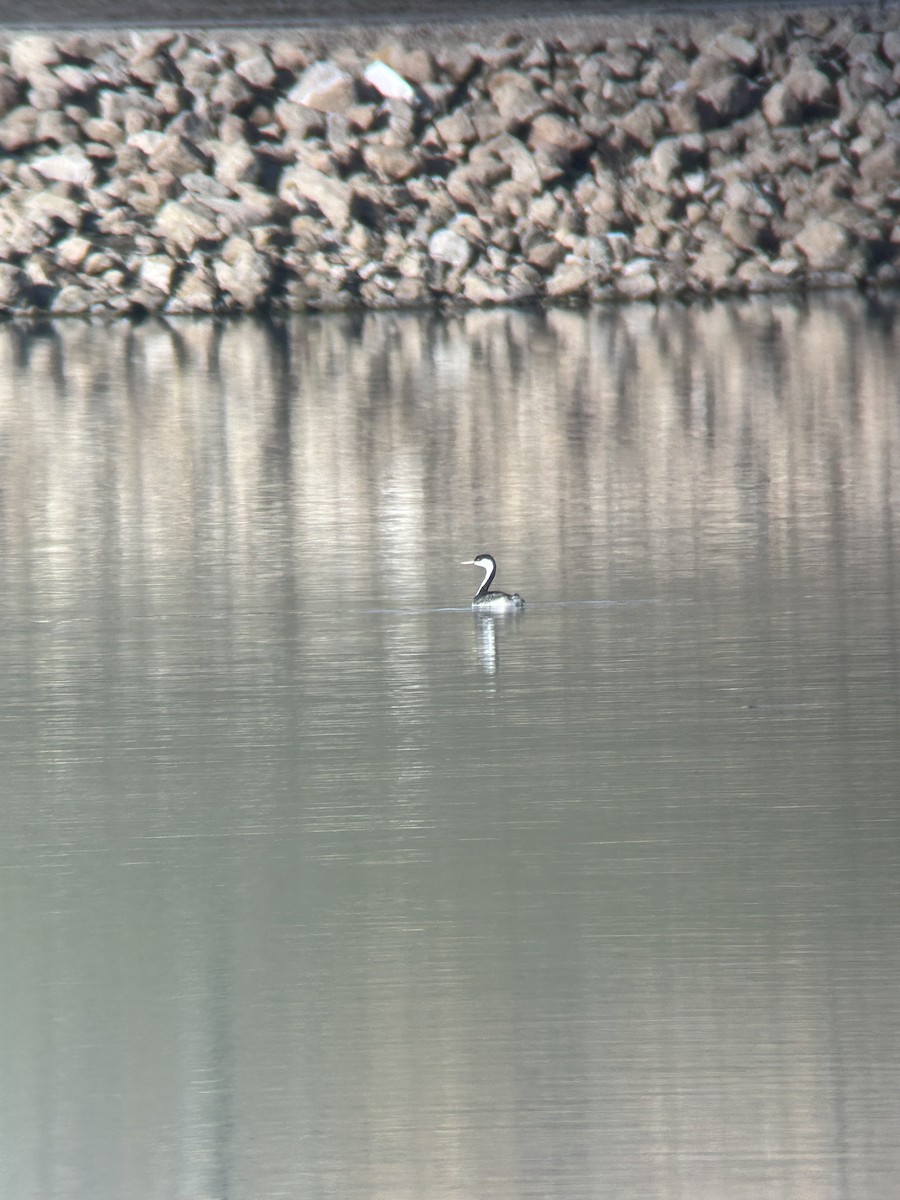 Western Grebe - ML645210178