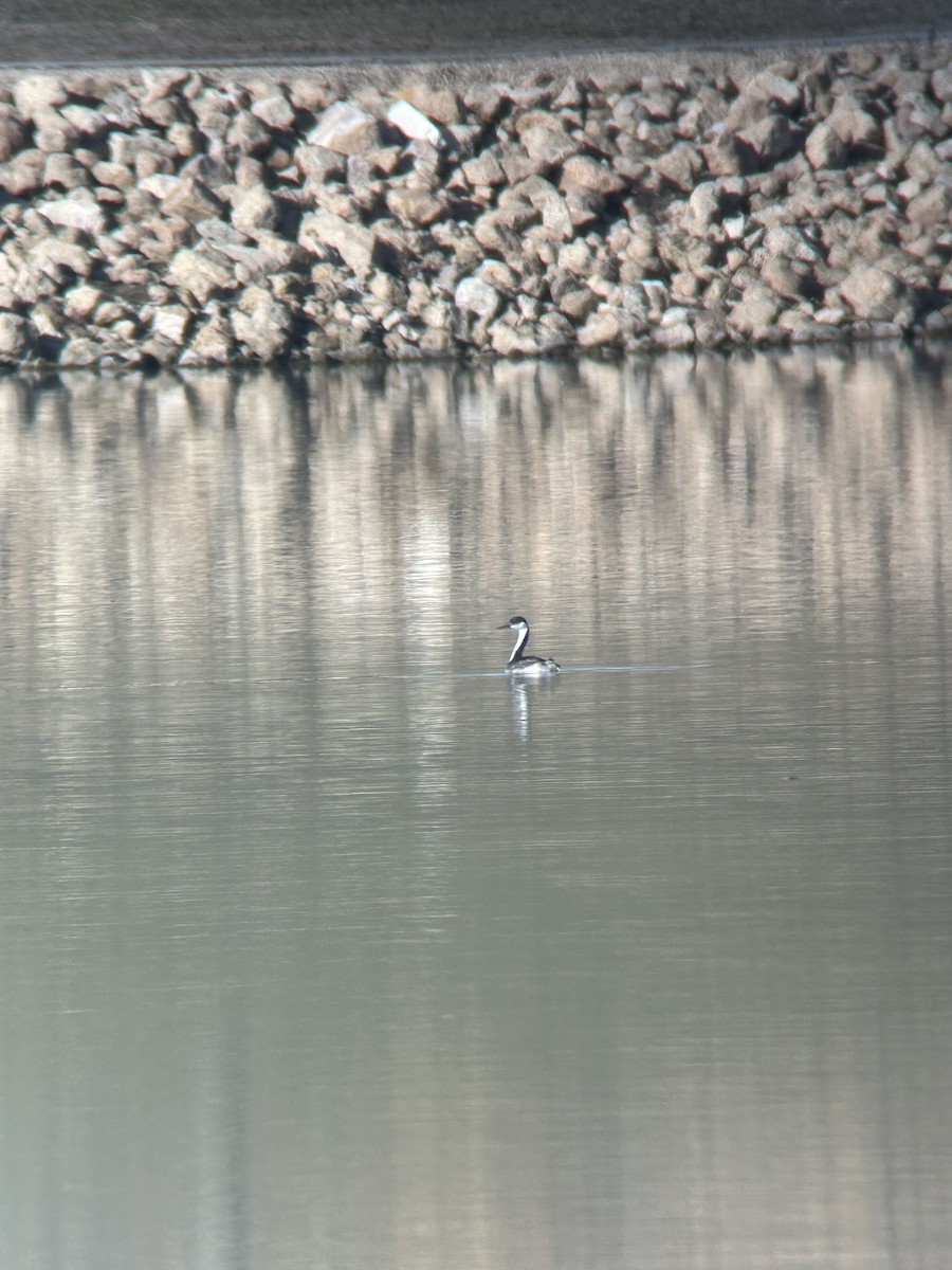 Western Grebe - ML645210180