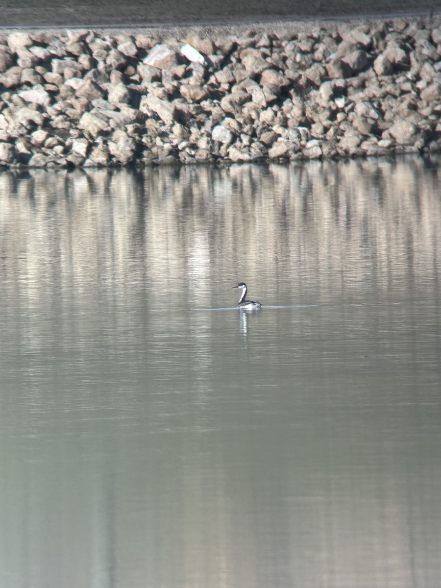 Western Grebe - ML645210181