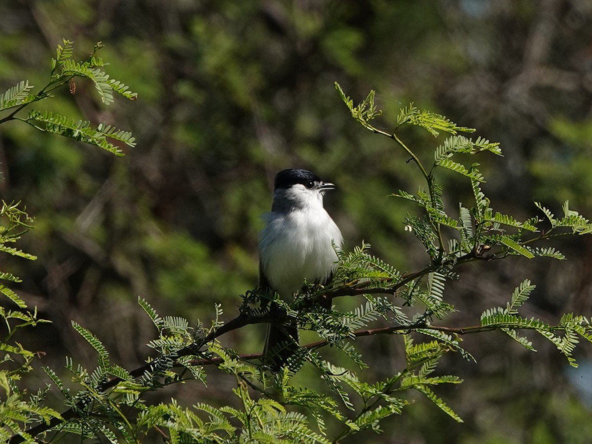 Kappenbekarde - ML645210186