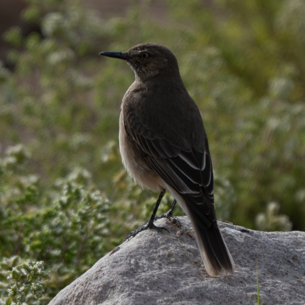 Горный гаучо - ML645210199