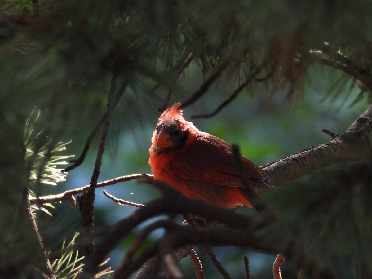 Красный кардинал - ML645210211