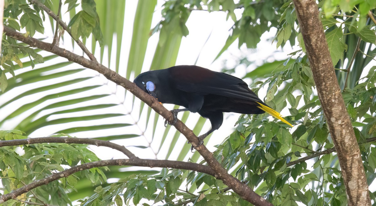 Black Oropendola - ML645210212
