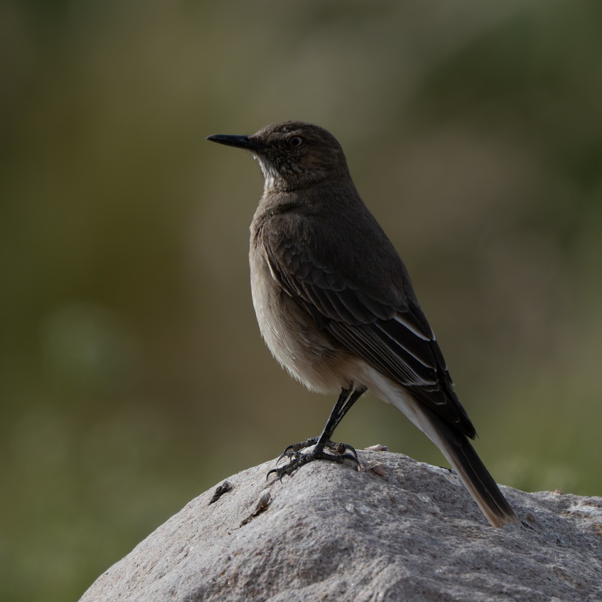 Горный гаучо - ML645210213