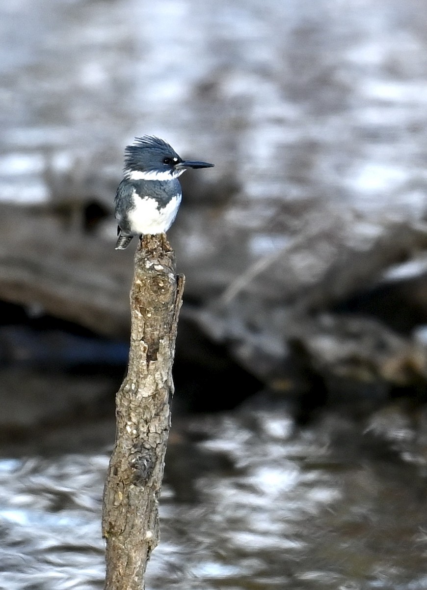 Belted Kingfisher - ML645210214