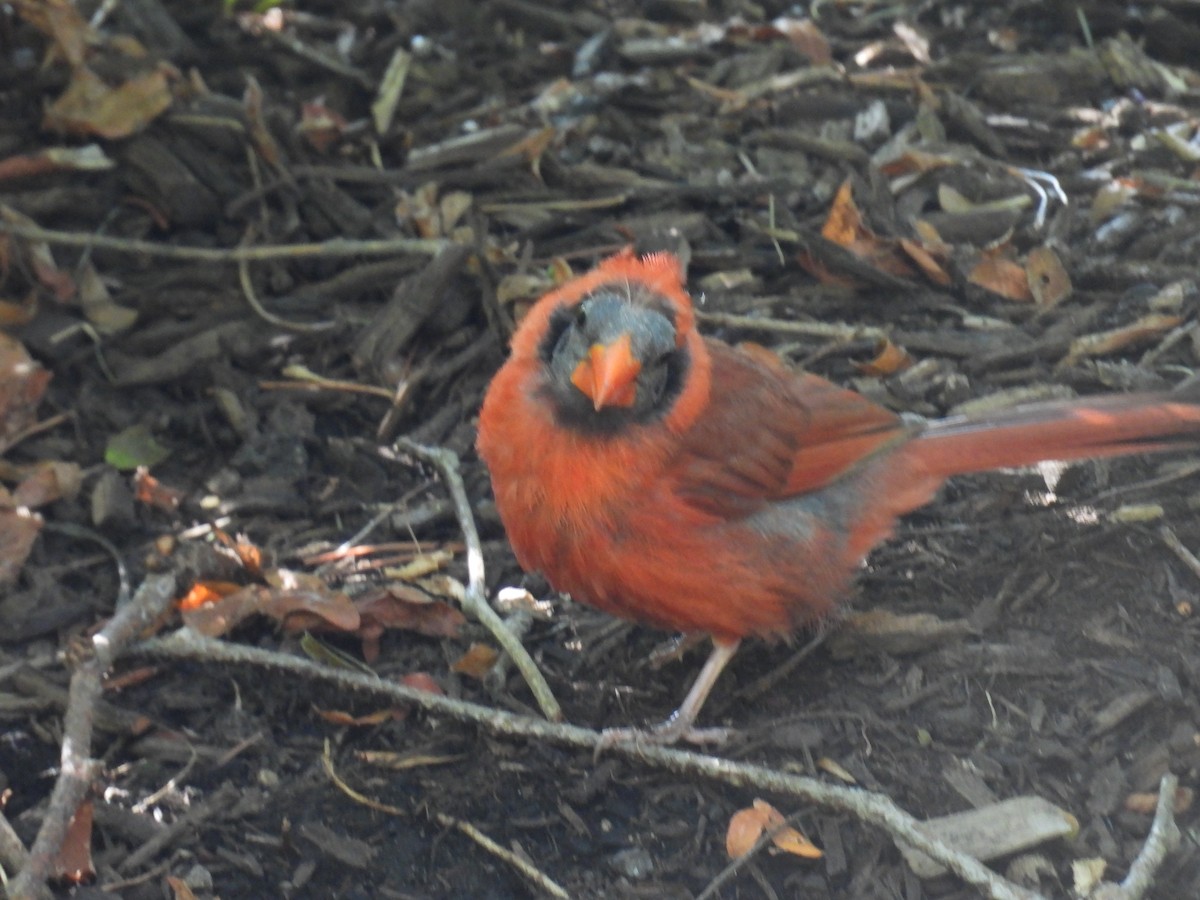 Красный кардинал - ML645210215