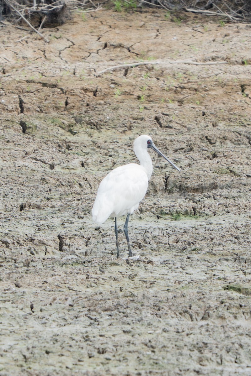 Black-faced Spoonbill - ML645210231