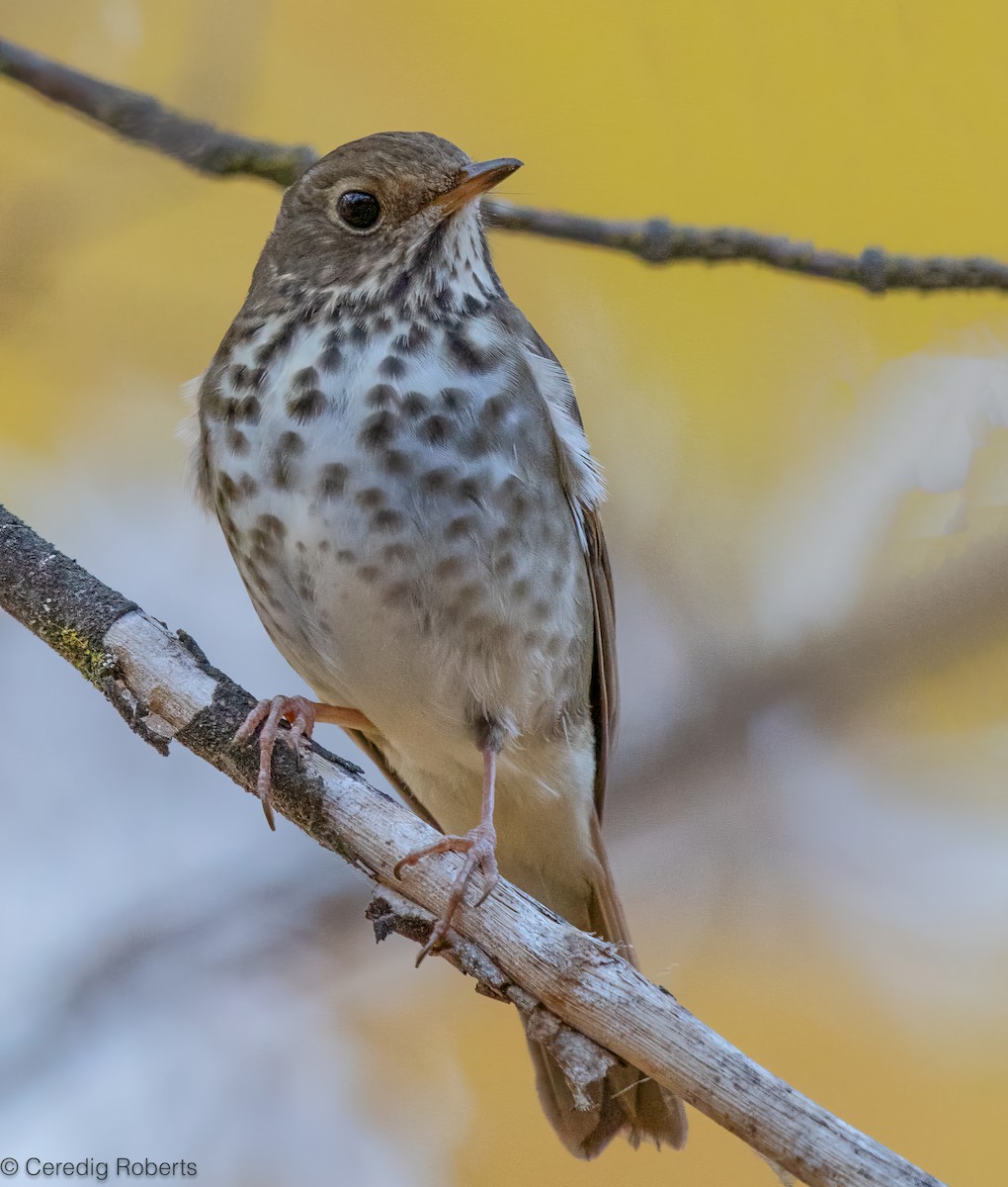 Hermit Thrush - ML645210238