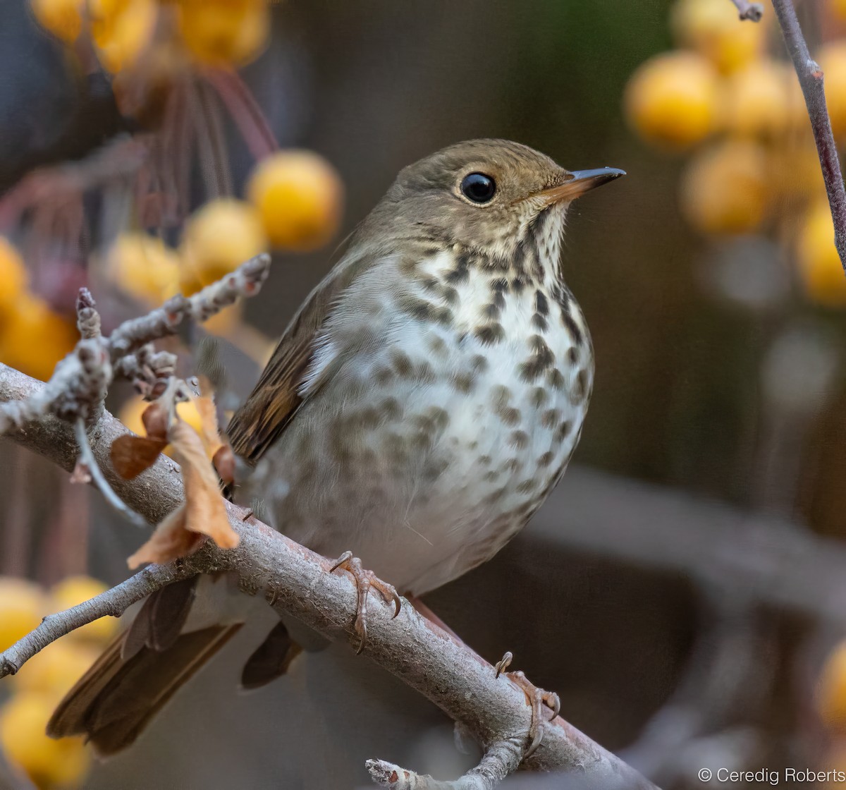 Hermit Thrush - ML645210239