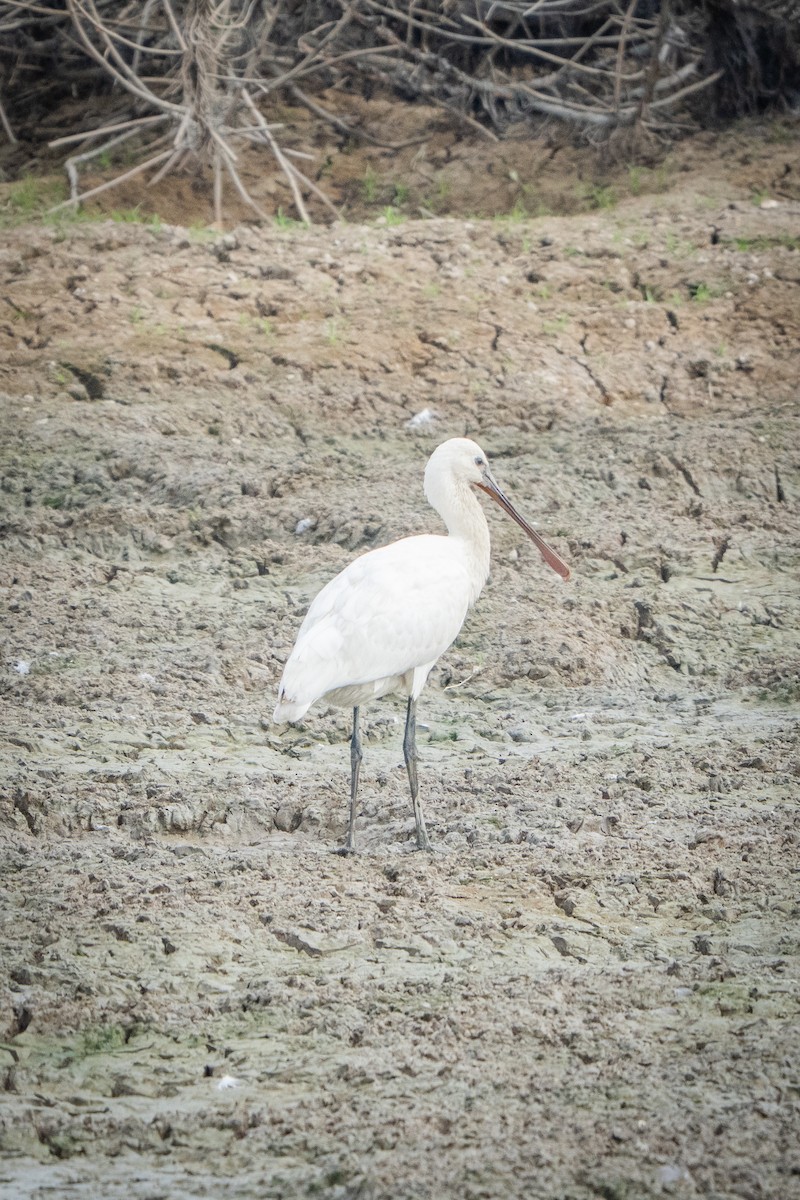 Eurasian Spoonbill - ML645210240