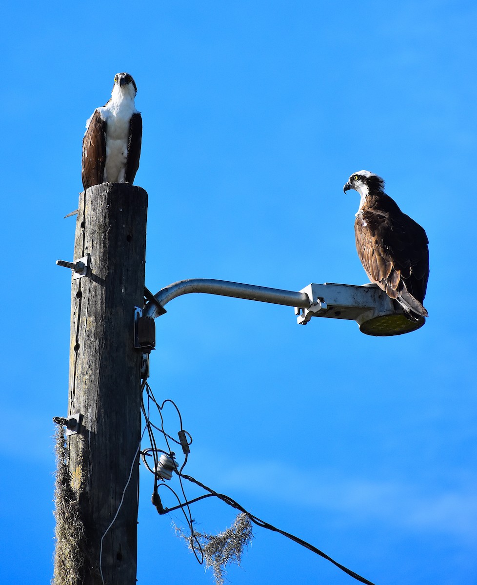 Osprey - ML645210245