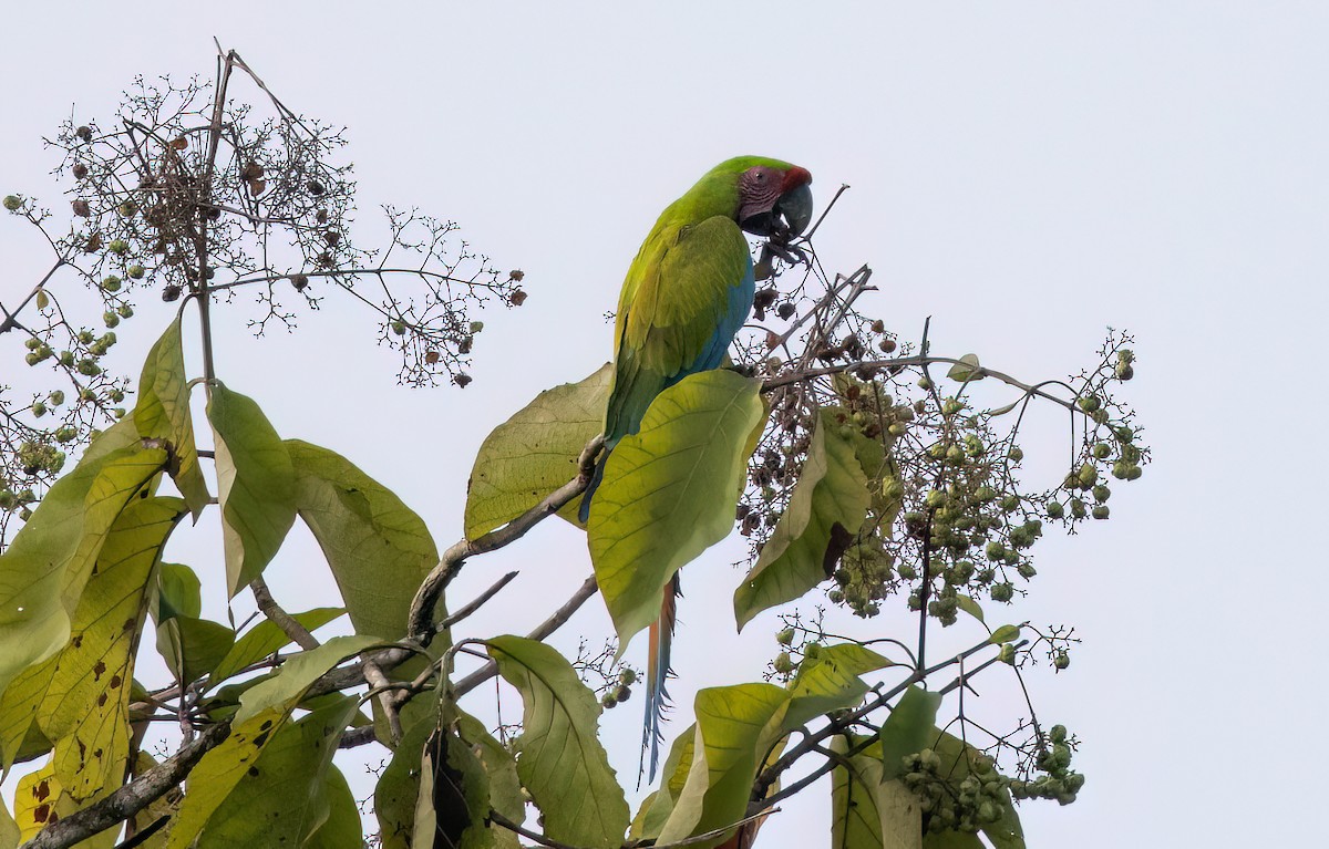 Great Green Macaw - ML645210247