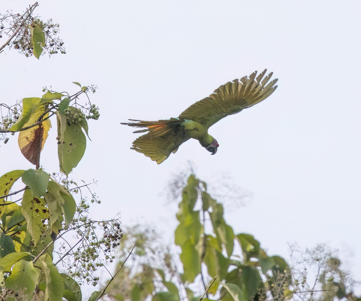 Great Green Macaw - ML645210249