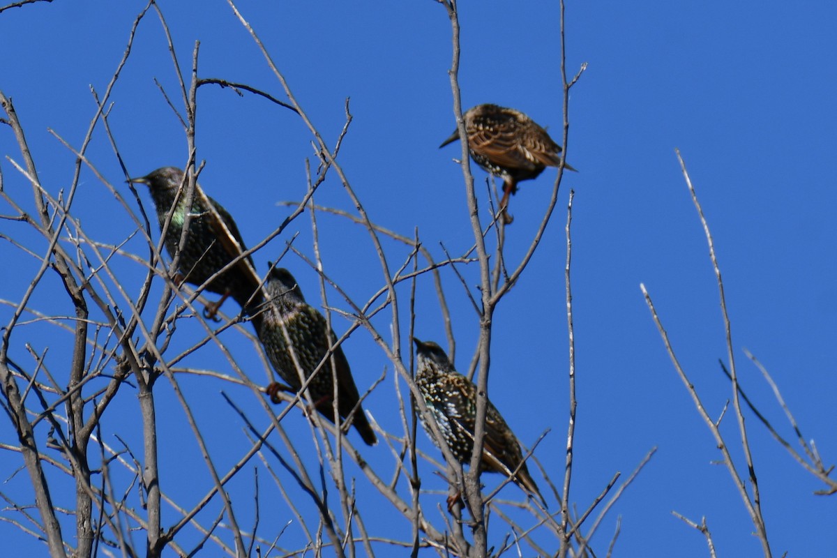European Starling - ML645210250