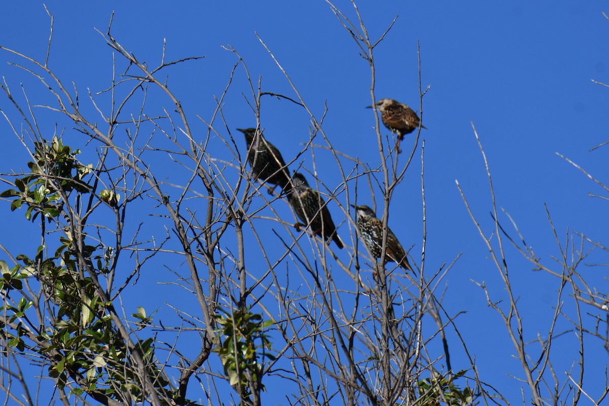European Starling - ML645210251