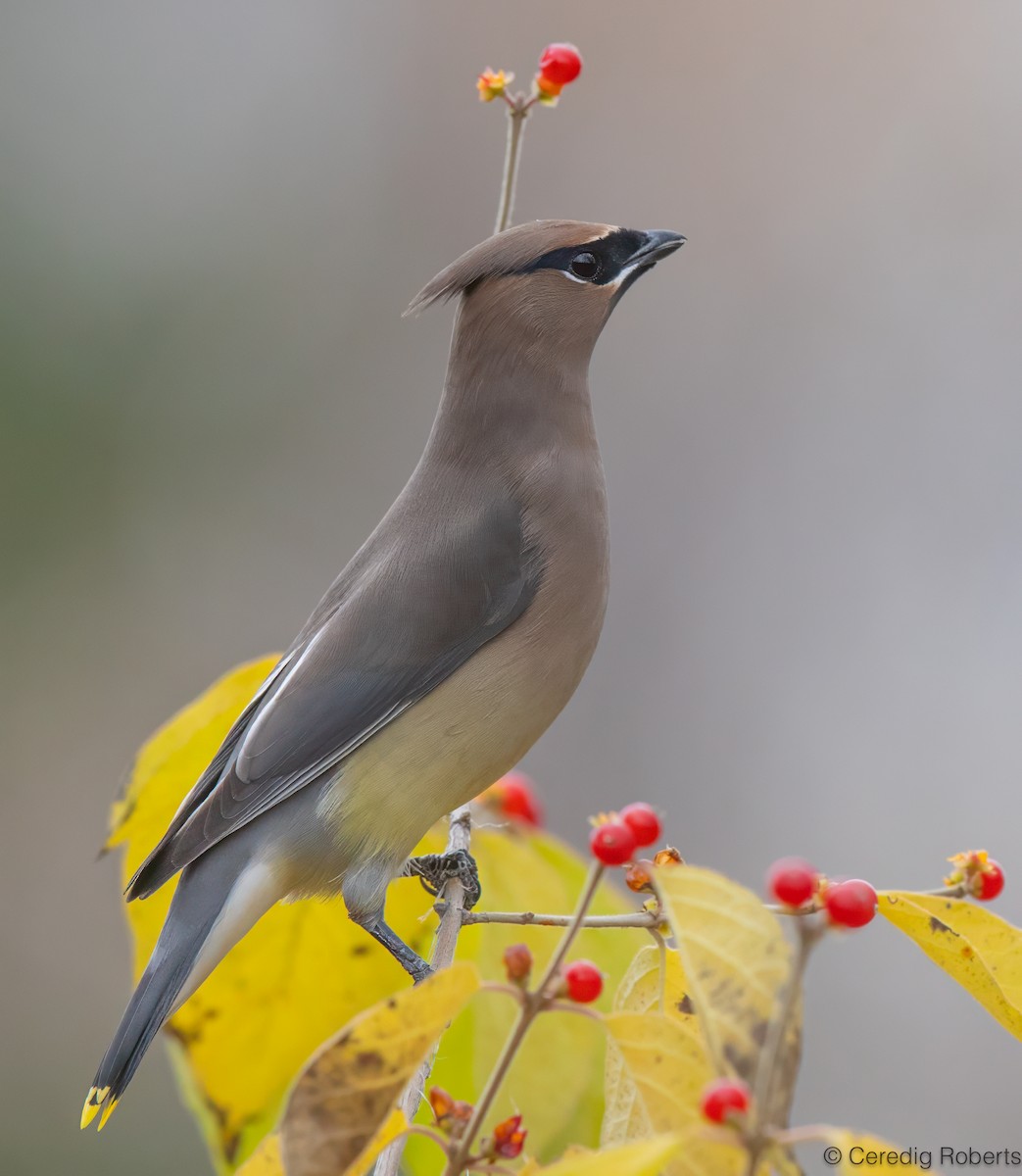 Cedar Waxwing - ML645210252