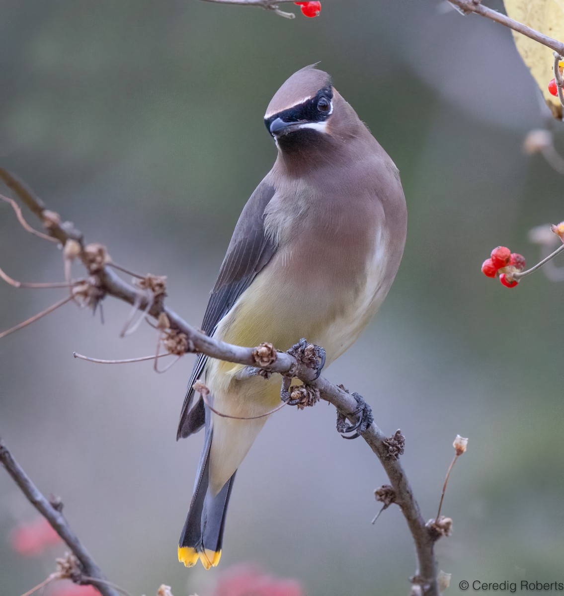 Cedar Waxwing - ML645210253