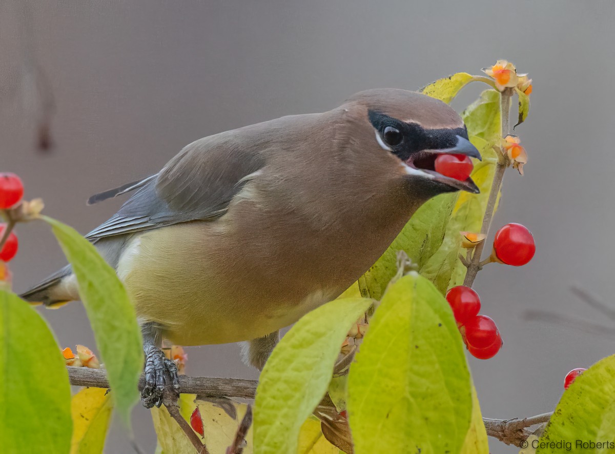 Cedar Waxwing - ML645210254