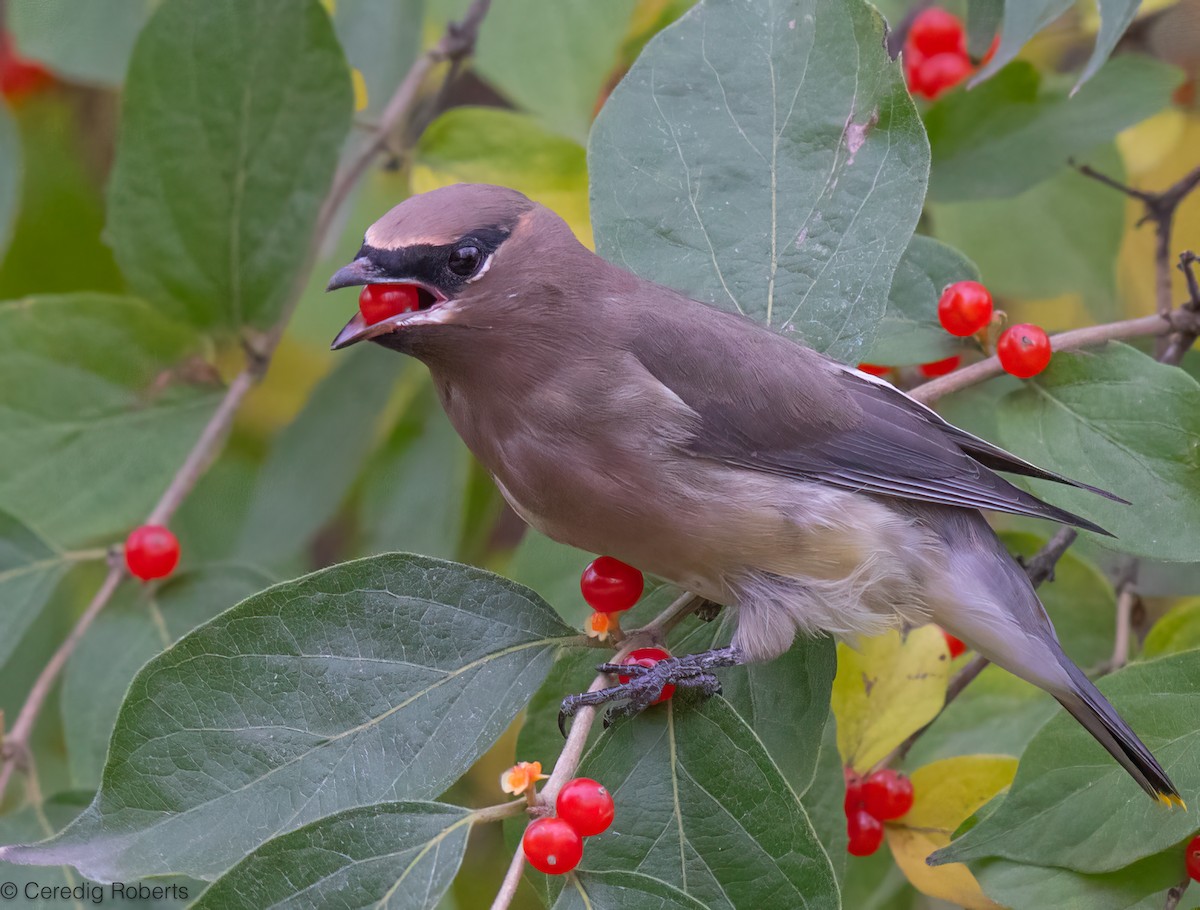 Cedar Waxwing - ML645210255