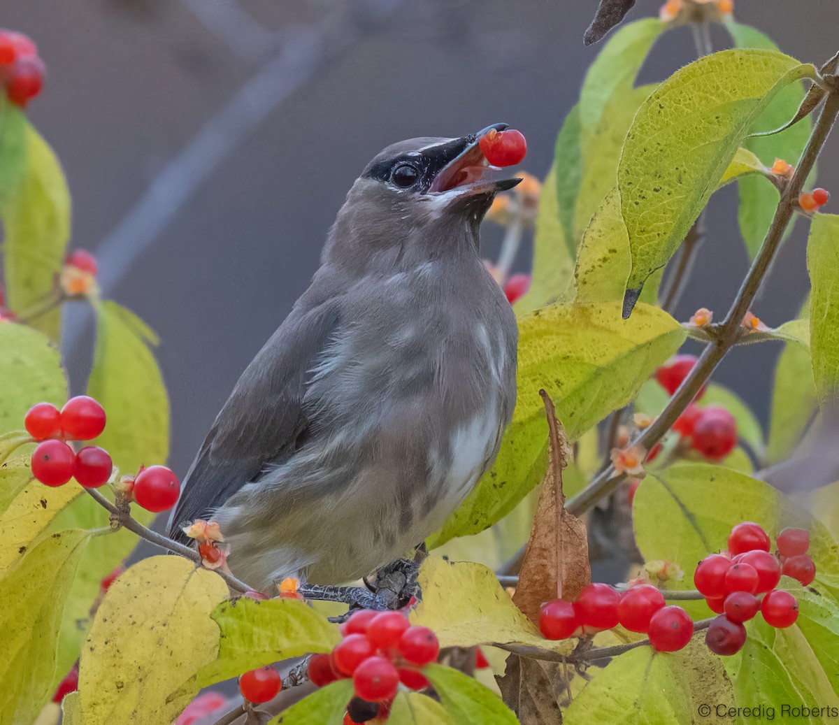 Cedar Waxwing - ML645210257