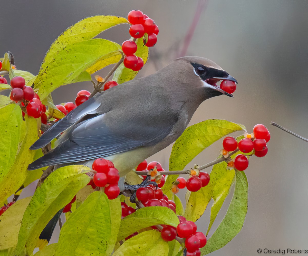 Cedar Waxwing - ML645210258