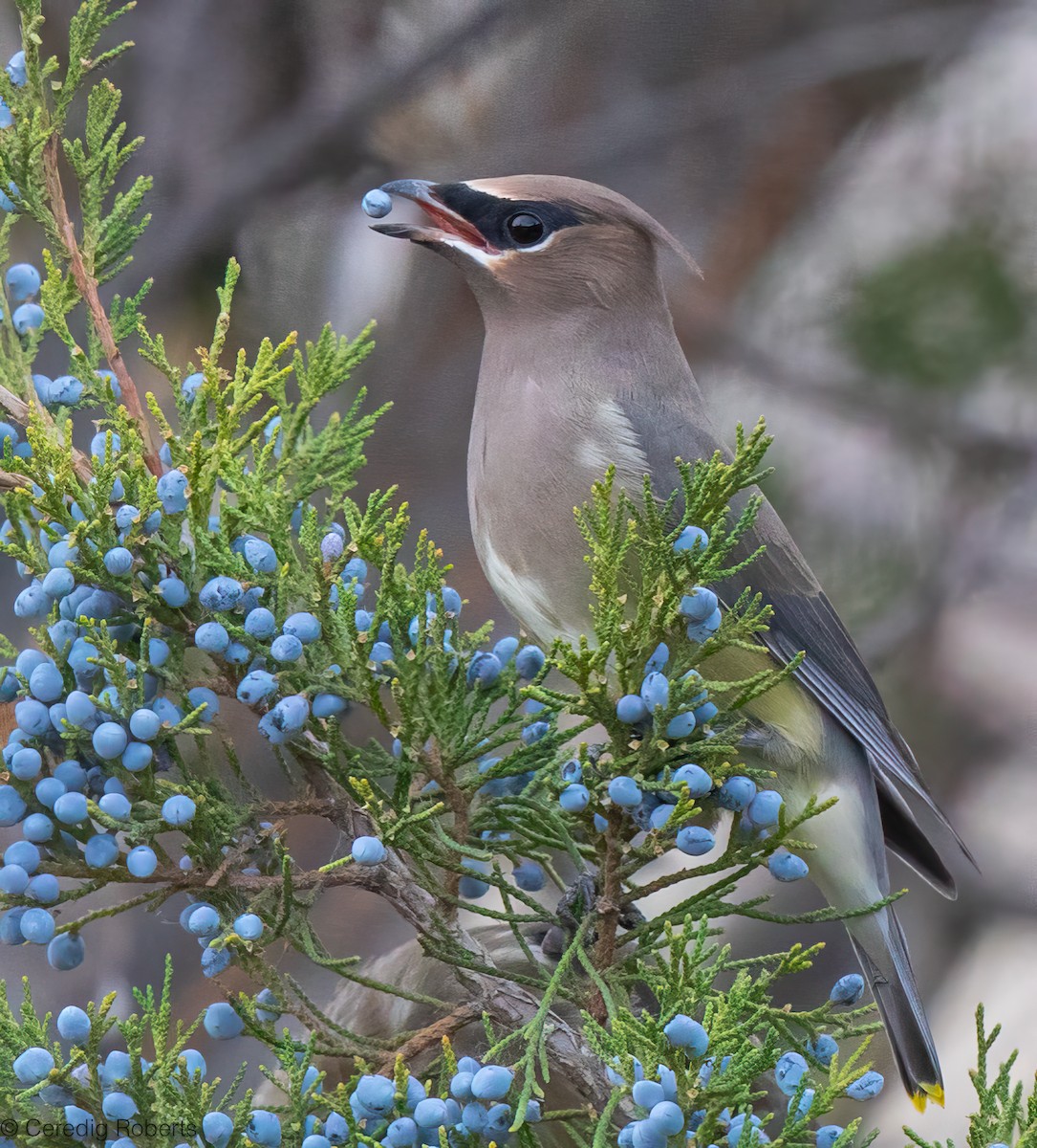 Cedar Waxwing - ML645210259