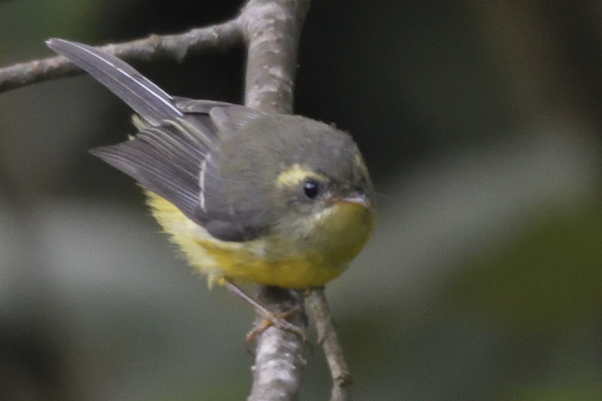 Yellow-bellied Fairy-Fantail - ML645210260