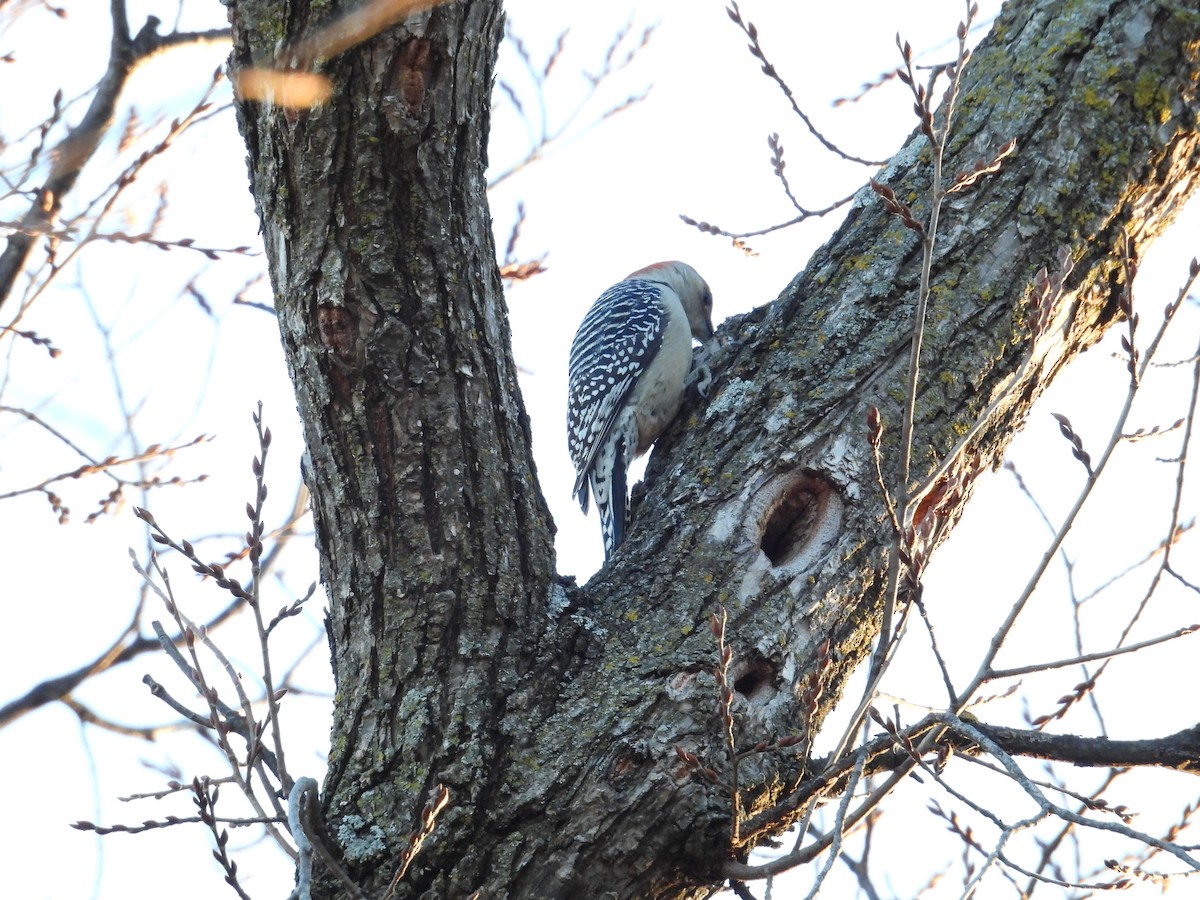 Red-bellied Woodpecker - ML645210265