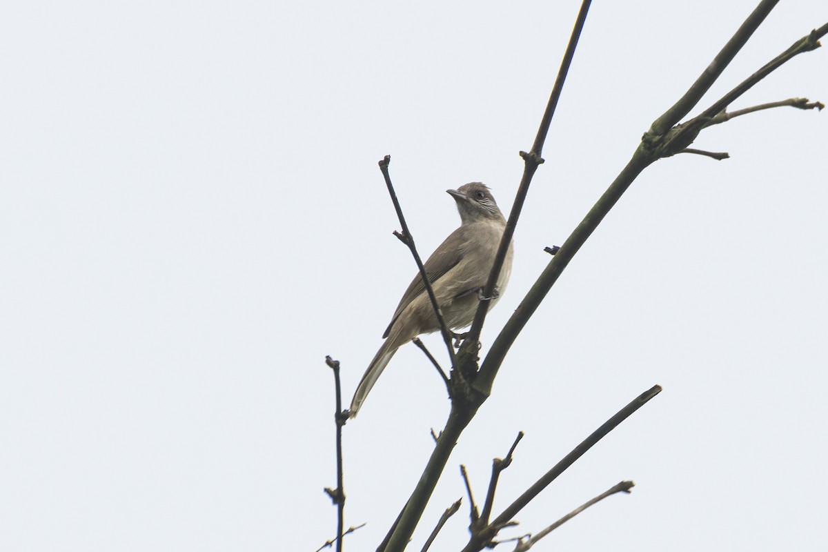 Ayeyarwady Bulbul - ML645210269