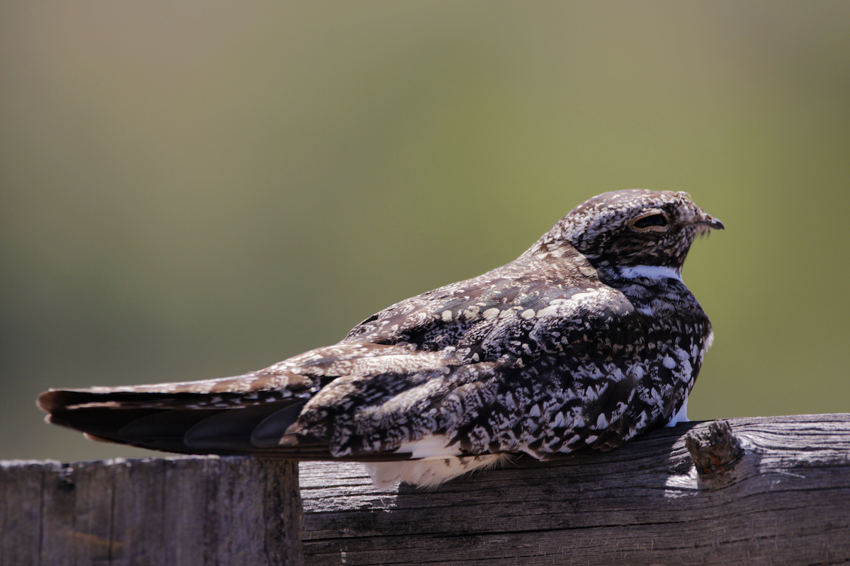 Common Nighthawk - ML645210273