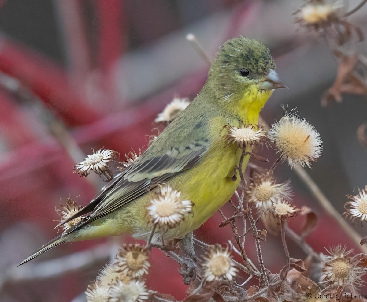 Lesser Goldfinch - ML645210274