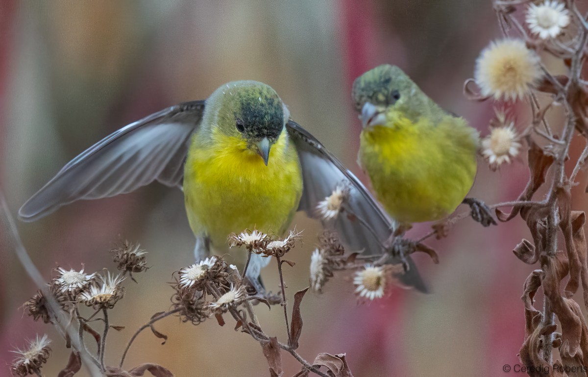 Lesser Goldfinch - ML645210275